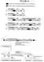 Fig. 29 - Recombinant DNA constructs compressing engineered plant microRNAs and methods for controlling gene expression