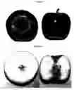 Fig. 04 - Apple tree named 'ZARI'