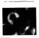 Fig. 02 - Peach tree named 'MSUP8706'