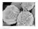Fig. 01 - Platinum particles with varying morphology