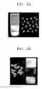 Fig. 03 - Composition for semiconductor electrode sintered at low temperature and dye-sensitized solar cell comprising the composition