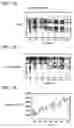 Fig. 20 - Ingredient cooking-operation recognition system and computer-readable recording medium which is recorded with ingredient cooking-operation recognition program