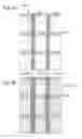 Fig. 06 - Light emitting device and method of manufacturing the same