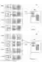 Fig. 08 - Server-client architecture in medical imaging