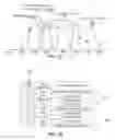 Fig. 04 - CARRIER SENSING MULTIPLE ACCESS WITH COLLISION AVOIDANCE SCHEME OPTIMIZED FOR A PRIORI KNOWN CARRIER USAGE FOR LOW DUTY CYCLE SYSTEMS