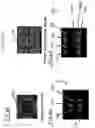 Fig. 07 - NMR device for detection of analytes