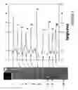 Fig. 07 - Carbon nanotube compositions and devices and methods of making thereof