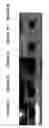Fig. 04 - Method of transforming carbon nanotubes