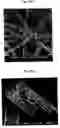 Fig. 03 - Titanium dioxide nanorod and preparation method thereof