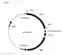 Fig. 06 - Recombinant protein comprising starch binding domain and use thereof