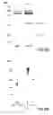 Fig. 07 - Lymphotoxin-beta, lymphotoxin-beta Complexes, pharmaceutical preparations and therapeutic uses thereof