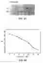 Fig. 09 - Lymphotoxin-beta, lymphotoxin-beta Complexes, pharmaceutical preparations and therapeutic uses thereof