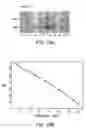 Fig. 10 - Lymphotoxin-beta, lymphotoxin-beta Complexes, pharmaceutical preparations and therapeutic uses thereof