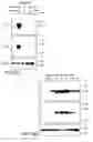 Fig. 16 - Lymphotoxin-beta, lymphotoxin-beta Complexes, pharmaceutical preparations and therapeutic uses thereof