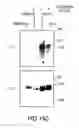 Fig. 17 - Lymphotoxin-beta, lymphotoxin-beta Complexes, pharmaceutical preparations and therapeutic uses thereof