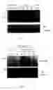 Fig. 04 - Method for activating T cell protein tyrosine phosphatase for therapeutic applications