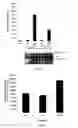 Fig. 06 - Method for activating T cell protein tyrosine phosphatase for therapeutic applications