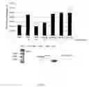 Fig. 09 - Method for activating T cell protein tyrosine phosphatase for therapeutic applications