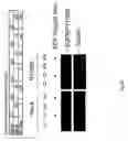 Fig. 10 - Method for activating T cell protein tyrosine phosphatase for therapeutic applications