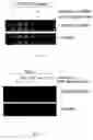 Fig. 11 - Method for activating T cell protein tyrosine phosphatase for therapeutic applications