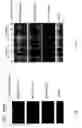 Fig. 12 - Method for activating T cell protein tyrosine phosphatase for therapeutic applications
