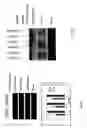 Fig. 13 - Method for activating T cell protein tyrosine phosphatase for therapeutic applications