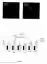 Fig. 17 - Method for activating T cell protein tyrosine phosphatase for therapeutic applications
