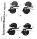 Fig. 02 - Augmentation of organ function