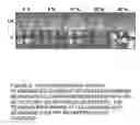 Fig. 07 - Stem cells within gel microenvironments