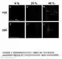 Fig. 08 - Stem cells within gel microenvironments