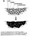 Fig. 10 - Stem cells within gel microenvironments