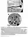Fig. 11 - Stem cells within gel microenvironments
