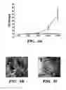 Fig. 07 - Methods of isolation, expansion and differentiation of fetal stem cells from chorionic villus, amniotic fluid, and placenta and therapeutic uses thereof