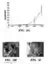 Fig. 07 - Methods of isolation, expansion and differentiation of fetal stem cells from chorionic villus, amniotic fluid, and placenta and therapeutic uses thereof