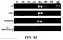 Fig. 08 - Methods of isolation, expansion and differentiation of fetal stem cells from chorionic villus, amniotic fluid, and placenta and therapeutic uses thereof
