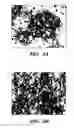 Fig. 09 - Methods of isolation, expansion and differentiation of fetal stem cells from chorionic villus, amniotic fluid, and placenta and therapeutic uses thereof