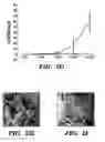 Fig. 07 - Methods of isolation, expansion and differentiation of fetal stem cells from chorionic villus, amniotic fluid, and placenta and therapeutic uses thereof
