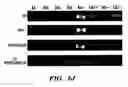 Fig. 08 - Methods of isolation, expansion and differentiation of fetal stem cells from chorionic villus, amniotic fluid, and placenta and therapeutic uses thereof