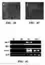Fig. 12 - Methods of isolation, expansion and differentiation of fetal stem cells from chorionic villus, amniotic fluid, and placenta and therapeutic uses thereof