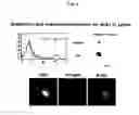 Fig. 04 - Method for separating precursor cells producing gabaergic neuron alone