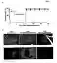 Fig. 02 - Hox11+, CD45− cells and methods of organ regeneration using the same