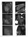 Fig. 03 - Hox11+, CD45− cells and methods of organ regeneration using the same
