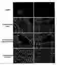 Fig. 06 - Hox11+, CD45− cells and methods of organ regeneration using the same