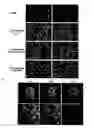 Fig. 07 - Hox11+, CD45− cells and methods of organ regeneration using the same