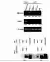 Fig. 10 - Hox11+, CD45− cells and methods of organ regeneration using the same