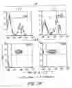 Fig. 05 - Method for the generation of antigen-specific lymphocytes