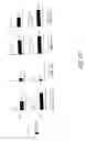 Fig. 07 - Method for the generation of antigen-specific lymphocytes