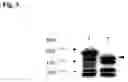 Fig. 04 - Inhibitor of interaction of granzyme b with golgin-160