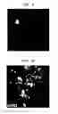 Fig. 07 - Nanosphere/microsphere delivery system for the treatment of spinal cord injury
