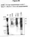 Fig. 15 - Method for the production of an immunostimulating mucin (muc1)